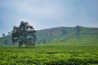 Sabah yeşil çay tarlası