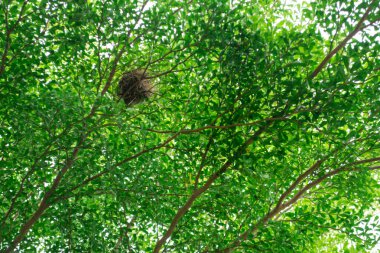 Bahçede yeşil yapraklar