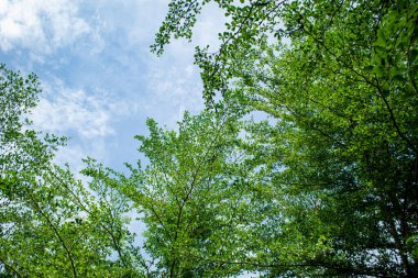 Ağaçları ve mavi gökyüzü olan yeşil orman