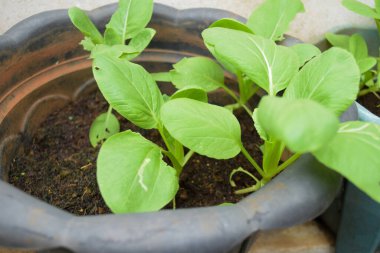 Pencere kenarındaki tencerede yeşil hardal.