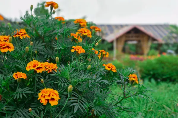Bahçedeki sarı çiçekler.