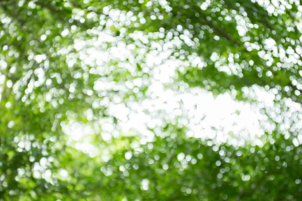 yeşil yaprakların arkaplanı