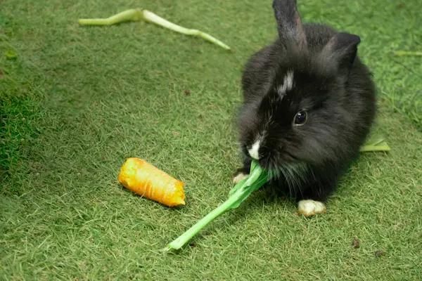 Yeşil çimlerde havuç yiyen tavşan