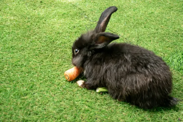 Küçük tavşan yeşil otları yiyor