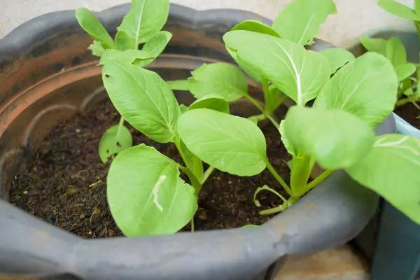 Pencere kenarındaki tencerede yeşil hardal.