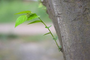 young leaves in the garden