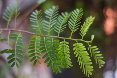 Ağaçtaki yeşil yapraklar