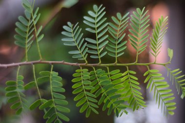 Bahçedeki bir ağacın yeşil yaprakları