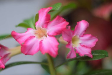 Bahçedeki güzel pembe çiçekler