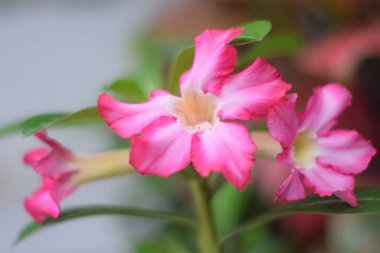 Bahçedeki güzel pembe çiçeklerin yakın görüntüsü