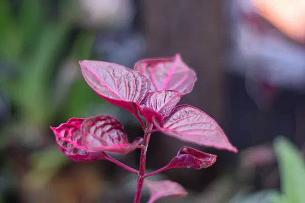 Yakın plan - bahçede çiçek açan güzel çiçeklerin görüntüsü