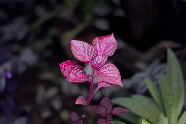 Bahçedeki kırmızı çiçek