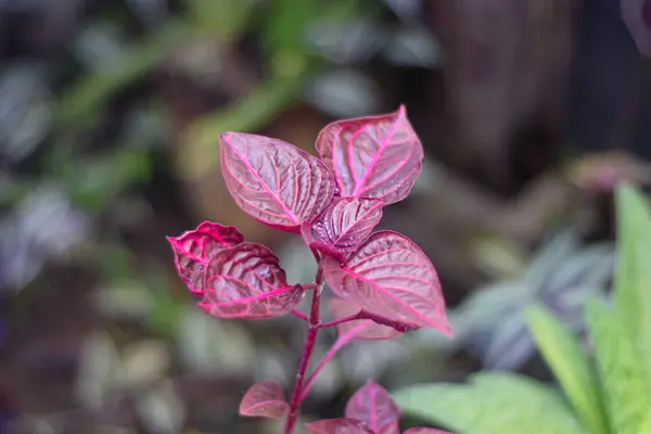 doğal kırmızı çiçek