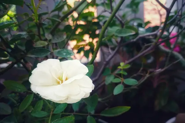Bahçedeki güzel beyaz çiçek
