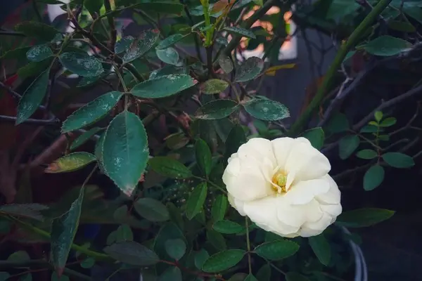 Bahçedeki güzel çiçekler