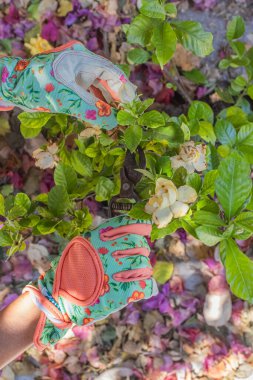 Bahçede eldiven giymiş, budama makasıyla bitki kesen bir bahçıvanın yakın çekimi.