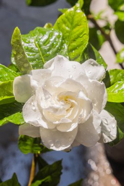 Güneşli bir günde öğle vakti beyaz bir gülün yakın çekimi