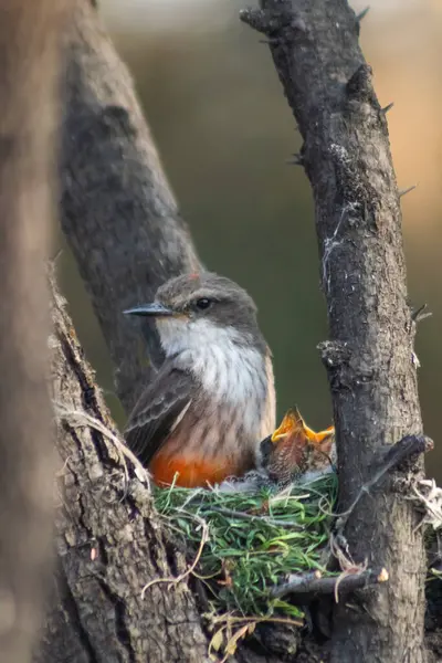 stock image Caring Pyrocephalus Rubinus Bird Providing Care for Its Chicks in a Nest, with a Beautifully Natural and Serene Background