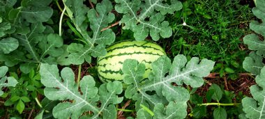 Meyve karpuz tarımının etrafında yaprakları olan yerde büyük bir karpuz meyvesi.