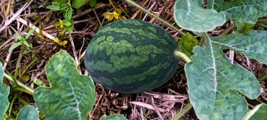 Yerdeki küçük karpuzun daha yakın görüntüsü tropikal meyve ekimi