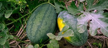 İki olgun karpuzun daha yakın görüntüsü. Bahçede meyve yetiştiriliyor.