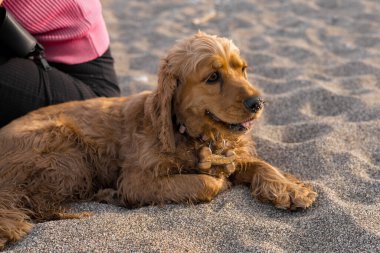 Cocker spaniel köpeğinin sıcak bir bahar gününde kumsalda yatan portresi. Yüksek kalite fotoğraf. Yüksek kalite fotoğraf