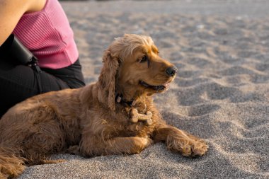 Cocker spaniel köpeğinin sıcak bir bahar gününde kumsalda yatan portresi. Yüksek kalite fotoğraf. Yüksek kalite fotoğraf