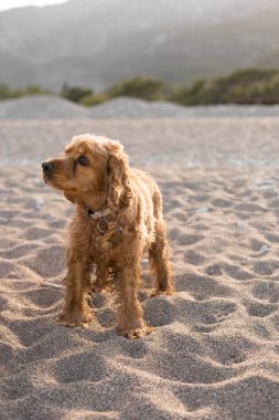 Cocker spaniel köpekleri sıcak bir bahar gününde kumsalda oynarken ve koşarken eğlenirler. Yüksek kalite fotoğraf