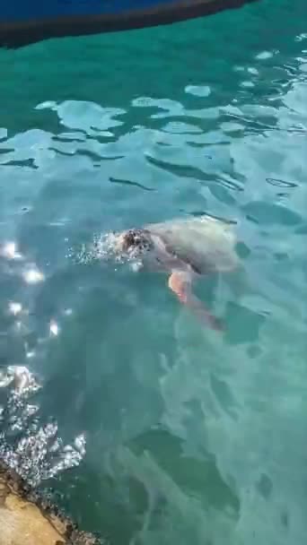 Μια Μεγάλη Χελώνα Κολυμπά Στην Ξηρά Στο Λιμάνι Του Καστελλόριζου — Αρχείο Βίντεο