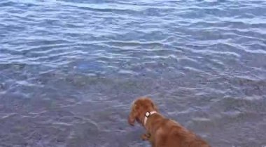 Cocker spaniel köpeğinin portresi sıcak bir bahar gününde sahilde büyük denizanasıyla oynuyor. Yüksek kalite fotoğraf