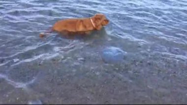 Cocker spaniel köpeğinin portresi sıcak bir bahar gününde sahilde büyük denizanasıyla oynuyor. Yüksek kalite fotoğraf