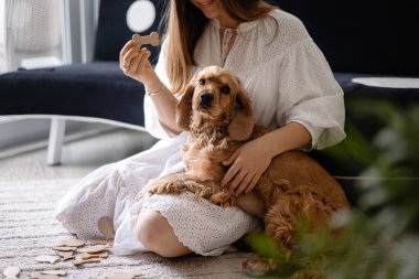 Cocker spaniel köpeği evde yerde sahibine sarılıp oynuyor. Sevimli evcil hayvan, en iyi arkadaşlar.