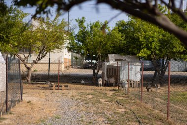 Keçi ve tavukları olan küçük bir eko çiftliği. genel görünüm