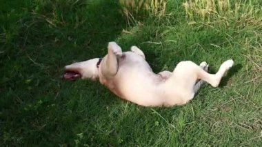 Güzel bej rengi genç köpek eğrelti otunda oynuyor.