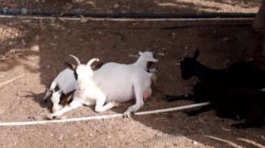 Güzel beyaz keçi ve çocuklar bir eko çiftliğinde