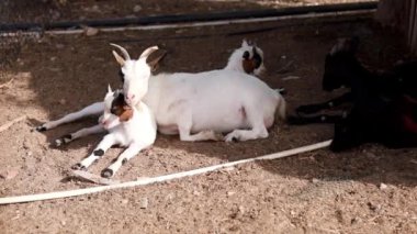 Güzel beyaz keçi ve çocuklar bir eko çiftliğinde