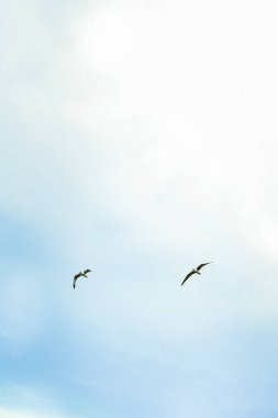 Mavi ve beyaz gökyüzünde uçan iki kuş.