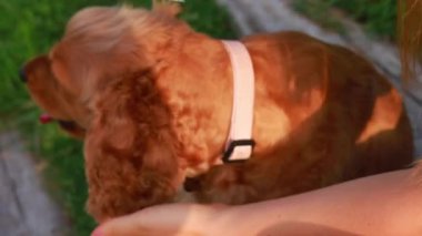 Genç ve güzel bir kadın köpek kürkünü özel evcil hayvan aletiyle tarıyor, parktaki yeşil çimlerin üzerinde oturuyor, yakın çekim ve yavaş çekim videosu.