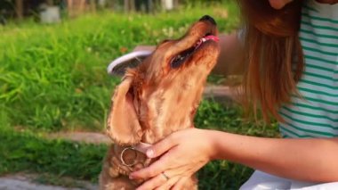 Genç ve güzel bir kadın köpek kürkünü özel evcil hayvan aletiyle tarıyor, parktaki yeşil çimlerin üzerinde oturuyor, yakın çekim ve yavaş çekim videosu.