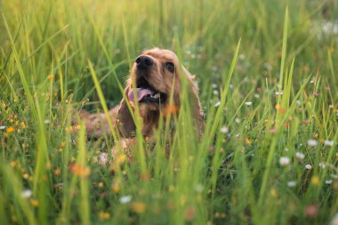 Şirin Cocker spaniel köpeği çimenlerde palyaçoya yatıyor. Güneşli yaz gününde parlak renkler. 