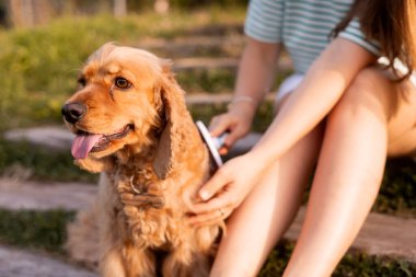 Genç ve güzel bir kadın, köpek kürkünü özel evcil hayvan aletleriyle tarıyor, parktaki yeşil çimlerin üzerinde oturuyor.