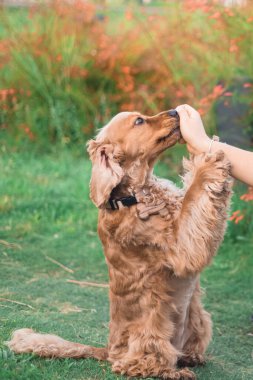 Şirin Cocker köpek arka ayakları üzerinde duruyor ve parkta palyaçoya dokunmuş bir kadınla yemek yiyor. Güneşli yaz gününde parlak renkler. 