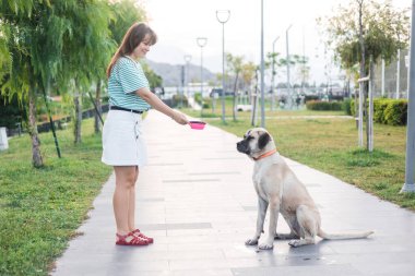 Genç kadın cocker spaniel köpek sahibi halka açık bir parkta başıboş bir köpeğe su verir. Güneşli bir yaz günü. Şefkat ve evsiz hayvanlara yardım