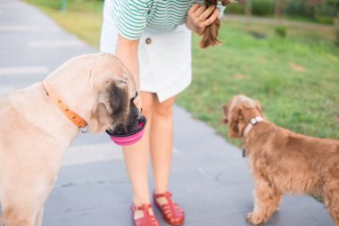 Genç kadın cocker spaniel köpek sahibi halka açık bir parkta başıboş bir köpeğe su verir. Güneşli bir yaz günü. Şefkat ve evsiz hayvanlara yardım