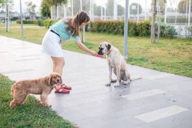 Genç kadın cocker spaniel köpek sahibi halka açık bir parkta başıboş bir köpeğe su verir. Güneşli bir yaz günü. Şefkat ve evsiz hayvanlara yardım