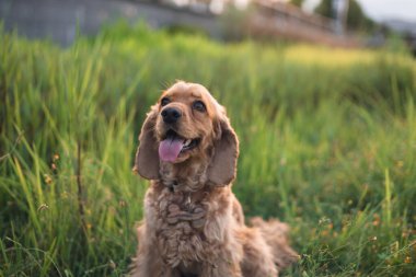 Şirin Cocker spaniel köpeği çimenlerde palyaçoya yatıyor. Güneşli yaz gününde parlak renkler. 