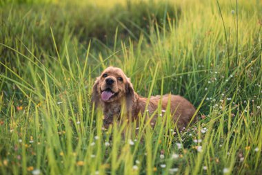 Şirin Cocker spaniel köpeği çimenlerde palyaçoya yatıyor. Güneşli yaz gününde parlak renkler. 