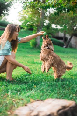 Şirin cocker Spaniel köpeği parktaki yeşil çimlerle oynayan ve genç güzel bir kadınla oynayıp eğleniyor. Güneşli yaz günü