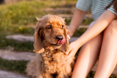 Genç ve güzel bir kadın, köpek kürkünü özel evcil hayvan aletleriyle tarıyor, parktaki yeşil çimlerin üzerinde oturuyor.