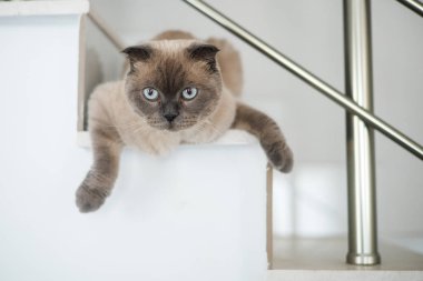 Mavi gözlü İngiliz kedisinin portresi. Evdeki merdivende yatıyordu.
